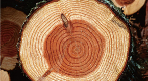 珍貴實木，恒久耐用