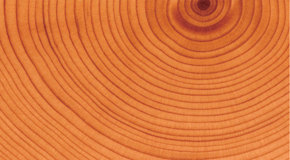 進口原木 品質(zhì)出色